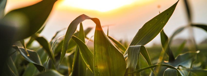 Cornfield Sun
